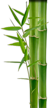 Bamboo PNG-63781